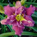 Double Berry Patch Daylily